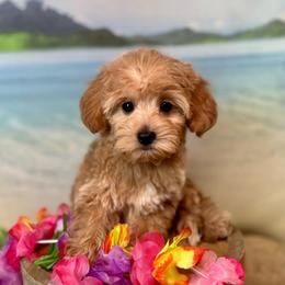 Oyster - Apricot female Goldendoodle puppy in Haltom City, Texas from Ohana Doodles