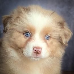 Dior - Red merle female Australian Shepherd puppy in Fultonville, New York from Sandy Aussies, Mini Dachshunds & Pomeranians