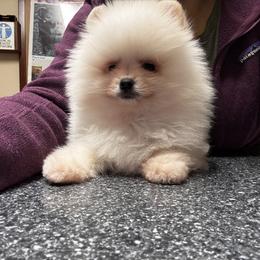 Frosty boy - White male Pomeranian puppy in Harrisonville, Missouri from Cindy's Pomeranians