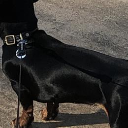 Trixie - Dachshund