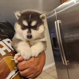 Girl #1(💛) Stormy - Black and white Pomsky puppy in Norfolk, Virginia from 'Brick'House Couture Pomskies