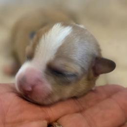 Sunny - Red and white female Cardigan Welsh Corgi puppy in Larsen, Wisconsin from Pondside Kennels