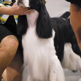 English Springer Spaniels from Aspen ESS