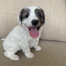 Aussiedoodle Puppies from Ford Canyon Aussidoodles