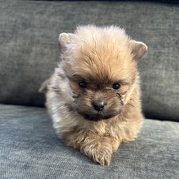 Pearl - Wolf sable female Pomeranian puppy in Ladera Ranch, California from Tinkerpoms