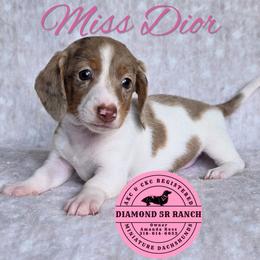 MISS DIOR - Dapple female Dachshund puppy in Columbia, Louisiana from Diamond 5R Ranch AKC & CKC Miniature Dachshunds