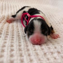 Stormy - Tri-color female Cavalier King Charles Spaniel puppy in Katy, Texas from True Heart Cavaliers llc