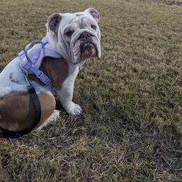 Maple - Bulldog