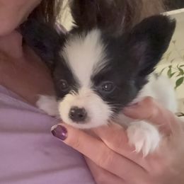 Papillon Puppies from Peppy Papillons, LLC