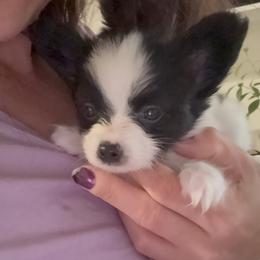 Papillon Puppies from Peppy Papillons, LLC