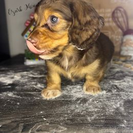 Blaze - Red male Dachshund puppy in Conway, Missouri from Ozark Mountain Kennel