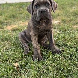 Yellow Collar - Gray brindle female Cane Corso puppy in Cedar Rapids, Iowa from Creed Cane Corsos