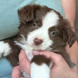 Ginger - Red & white male Toy Australian Shepherd puppy in Reidsville, North Carolina from Cherry Grove Kennel