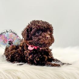 Pink Girl - Brown female Poodle puppy in Vandalia, Illinois from Puppies By CHARMM