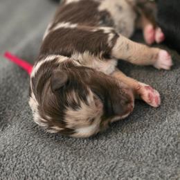 Smore - Chocolate merle male Bernedoodle puppy in Malden, Illinois from Doting Doodles