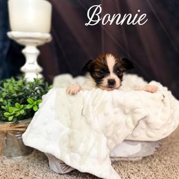 Bell - White and sable female Papillon puppy in Coatesville, Indiana from Wendy’s Wings