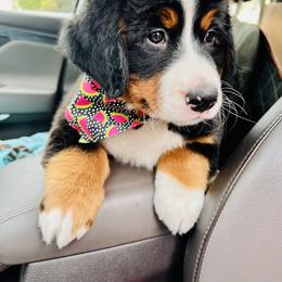 Bernese Mountain Dog Puppies from J & J Meadows