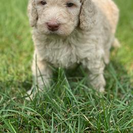 Goldendoodle Puppies from New Jersey Doodles