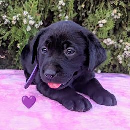 Purple collar - Black female Labrador Retriever puppy in Yucca Valley, California from Beachn Ranch