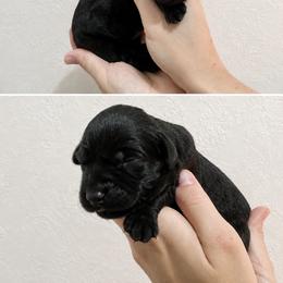 Roux - Black female Labrador Retriever puppy in Newaygo, Michigan from Royal Oak Gundogs