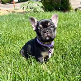 Lola - Black and tan female French Bulldog puppy in Greeley, Colorado from Mandy Moon French Bulldogs