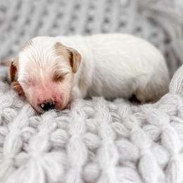 Beanie - Parti male Goldendoodle puppy in Jamestown, Kentucky from Milk & Honey Doodles