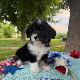 Teddy - Black tri male Miniature Australian Shepherd puppy in Hopkins, Missouri from Mowry Creek Mini Aussiedoodles and More