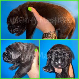 Orion (Green Collar) - Brindle male Mastiff puppy in Ohio from Weiler’s Gentle Giants