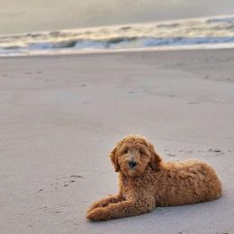 Australian Labradoodles from Willow Ridge Labradoodles