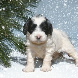 Australian Labradoodle Puppies from Skyedoodles Labradoodles
