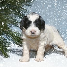 Australian Labradoodle Puppies from Skyedoodles Labradoodles
