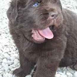 Newfoundlands from Mastway Newfoundlands