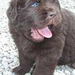 Newfoundlands from Mastway Newfoundlands