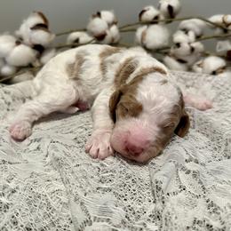 Brew - Parti male Goldendoodle puppy in Taylorsville, North Carolina from Doggone Dixie Doodles