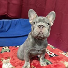 Boy 1 - red - French Bulldog puppy from Boss Lady Kennel
