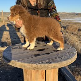 Australian Shepherd All Grown Up from HT2 Australian Shepherds standard size