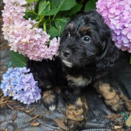 TIramisu - Black male Cavapoo puppy in Lewisburg, Pennsylvania from Jessie's Puppies