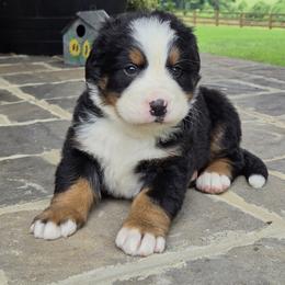 Liam - Black tan and white male Bernese Mountain Dog puppy in Gaffney, South Carolina from Circle D Farms