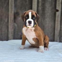 Queen - Fawn female Boxer puppy in Preston, Maryland from Katie's Pups
