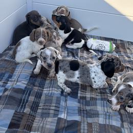 Dachshund Puppies from Our Sweet Dachshund Farm