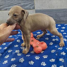 Luca - Fawn male Italian Greyhound puppy in Duncanville, Texas from Oremor's