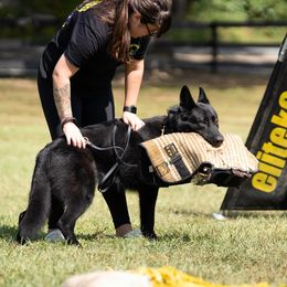 Dayo - German Shepherd