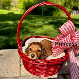 Princess - Red female Dachshund puppy in Rochester Hills, Michigan from Holiday Dachshunds