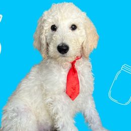 Fluff - Labradoodle puppy from The Dood Ranch