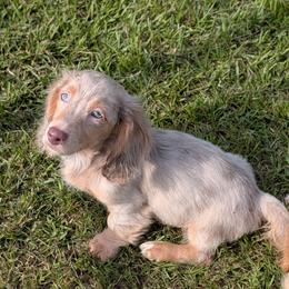 Smores PET ONLY - Dapple male Dachshund puppy in Unadilla, Georgia from The Hamsley Kennels of South Georgia