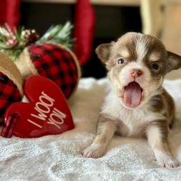 Chihuahua Puppies from Sunset Eves Chihuahuas