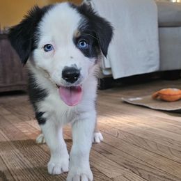 Basilisk - Black tri-color male Australian Shepherd puppy in Columbus, Ohio from Gypsy River Aussies