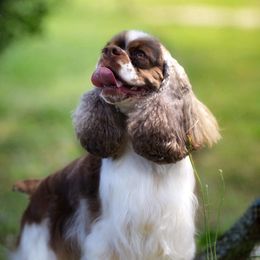 Lights - Cocker Spaniel