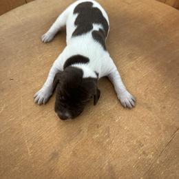 Luna - Liver roan female German Shorthaired Pointer puppy in Bainbridge, Georgia from Chapman Bird Dogs