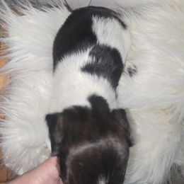 Linky - Brindle female Dachshund puppy in Riverdale, Utah from Behive Doxies